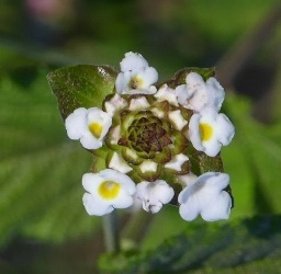 White Hammock Shrubverbena, Small-Headed Lantana, Lantana canescens (white form)
